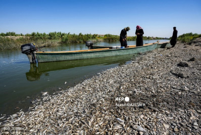 Milhares de peixes mortos são encontrados nas margens de rio no Iraque