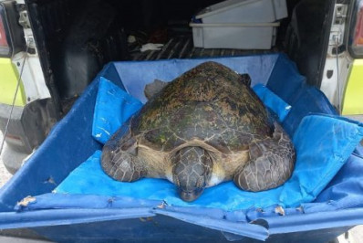 Tartaruga de 100kg é resgatada na Lagoa de Araruama, em São Pedro da Aldeia