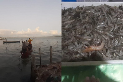 Período de defeso dos crustáceos garante pescado de qualidade em São Pedro da Aldeia