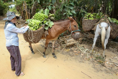 Saquarema realiza mais uma edição da Feira do Produtor Rural neste final de semana