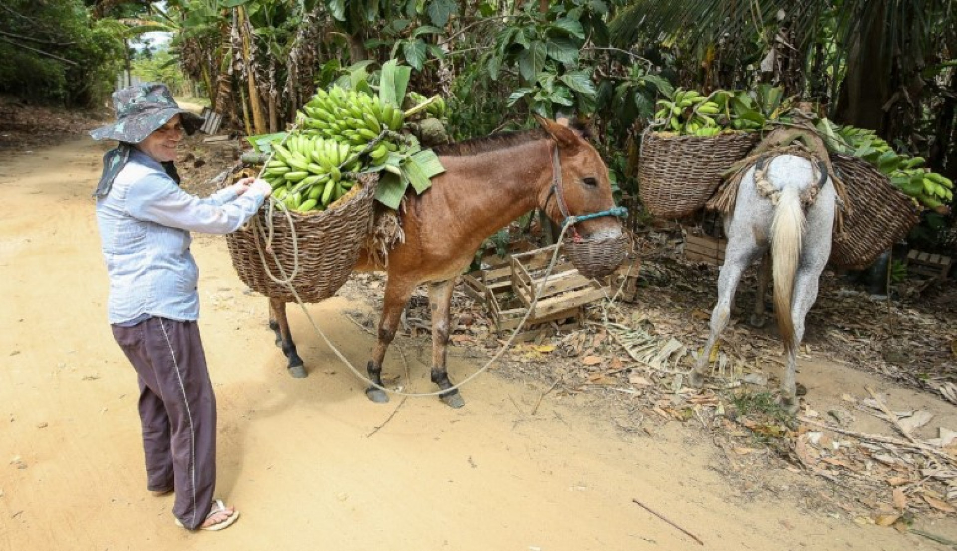 Prefeitura de Saquarema realiza a 11ª edição da Feira do Produtor Rural neste final de semana - Divulgação/Prefeitura de Saquarema