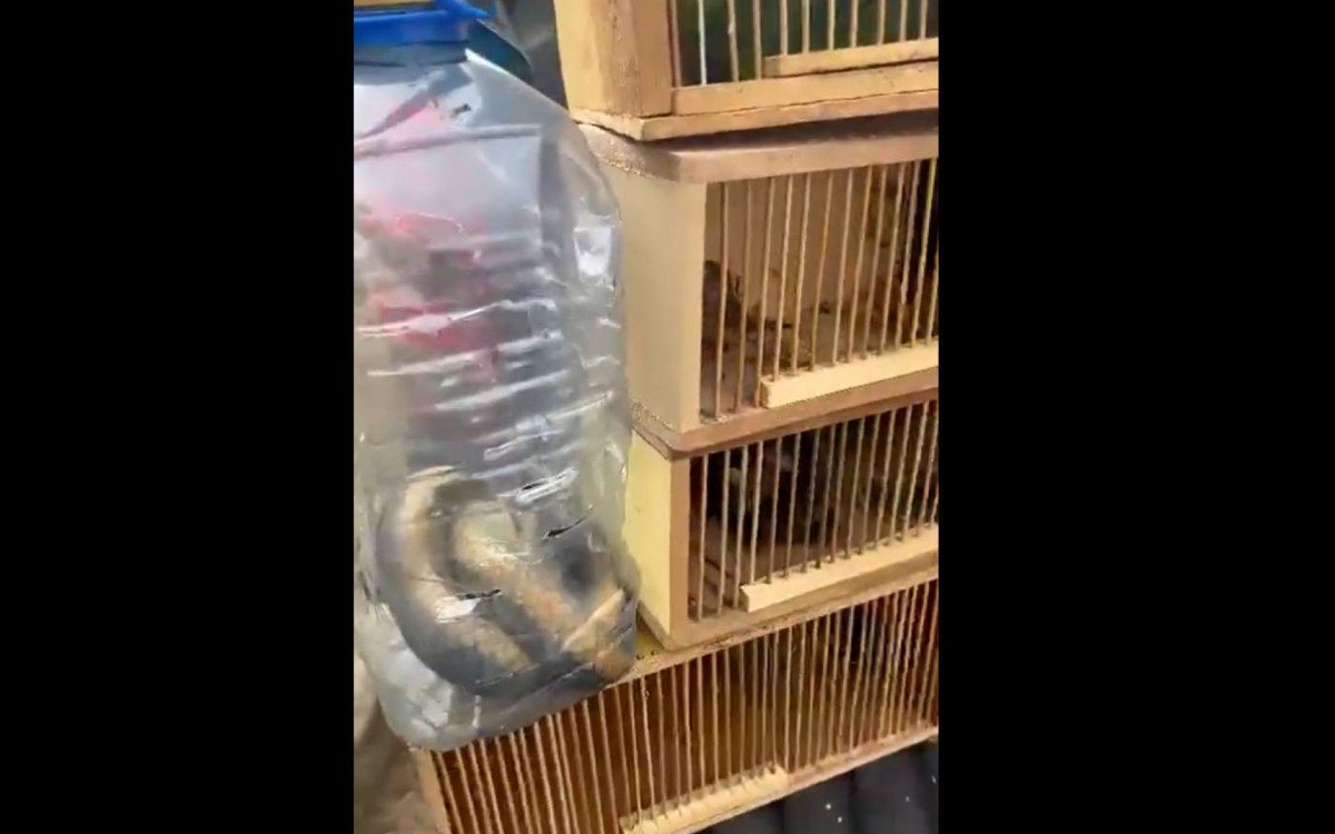 Animais silvestres apreendidos