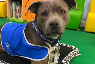 Cão da raça bull terrier é eleito ‘pet do ano’ na Inglaterra por ajudar em ansiedade