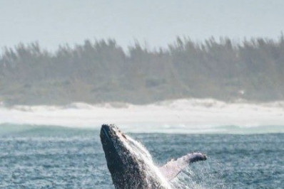 Baleias dão espetáculo na Praia Grande, em Arraial do Cabo