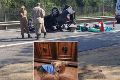 Casal procura cachorro que fugiu após acidente de trânsito  em Rio Bonito
