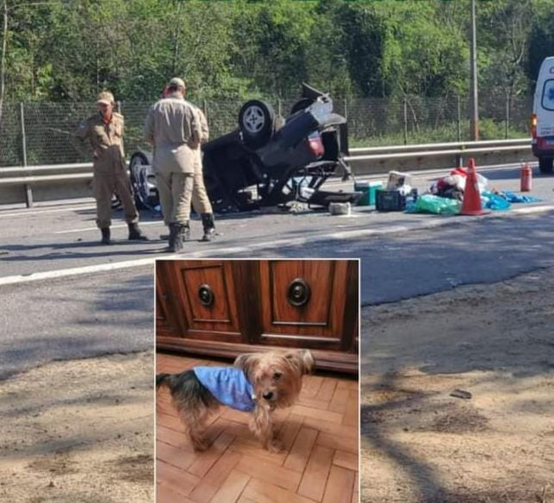 Tico se perdeu ap&oacute;s acidente de carro dos donos, na &uacute;ltima quarta-feira - Foto: Divulga&ccedil;&atilde;o