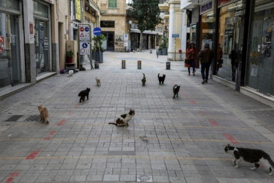 Coronavírus felino mata milhares de gatos em ilha europeia