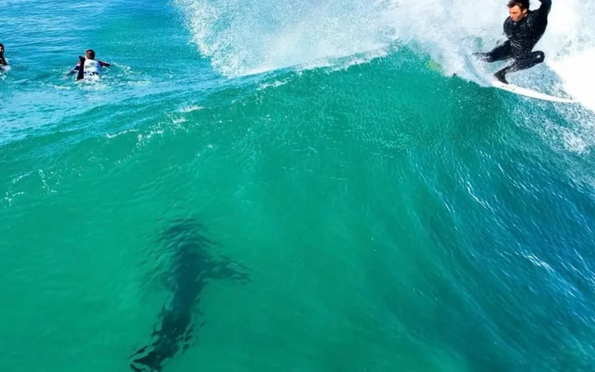 Tubar&atilde;o branco &eacute; visto no meio de surfistas na &Aacute;frica do Sul