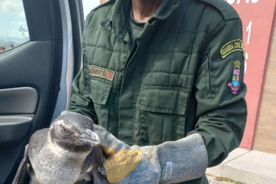 Guarda Municipal de Niterói resgata pinguim na Praia de Piratininga