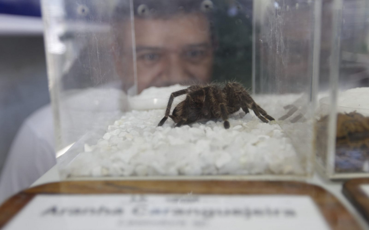 Exposi&ccedil;&atilde;o do Instituto Vital Brazil (IVB) leva animais pe&ccedil;onhentos vivos &agrave; Quinta da Boa Vista