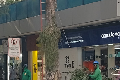 Prefeitura de Niterói realiza poda de árvores nas principais ruas de Icaraí