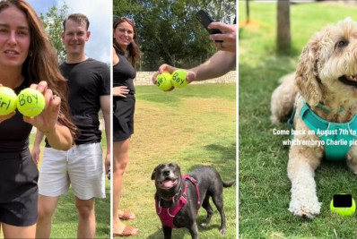 Casal norte-americano deixa que cachorro escolha qual será o sexo de bebê