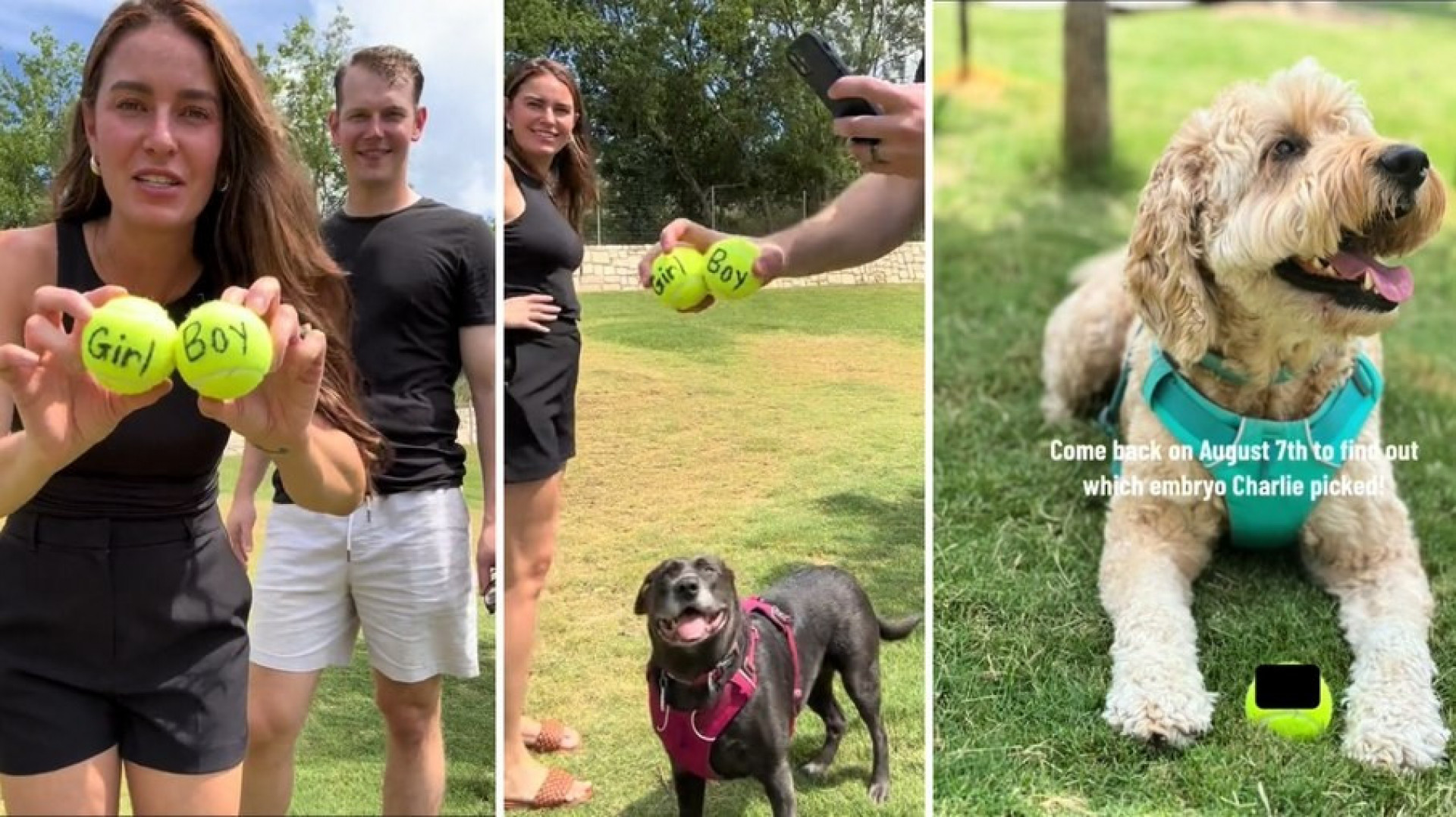 Casal dos EUA deixa que cachorro escolha qual será o sexo de bebê