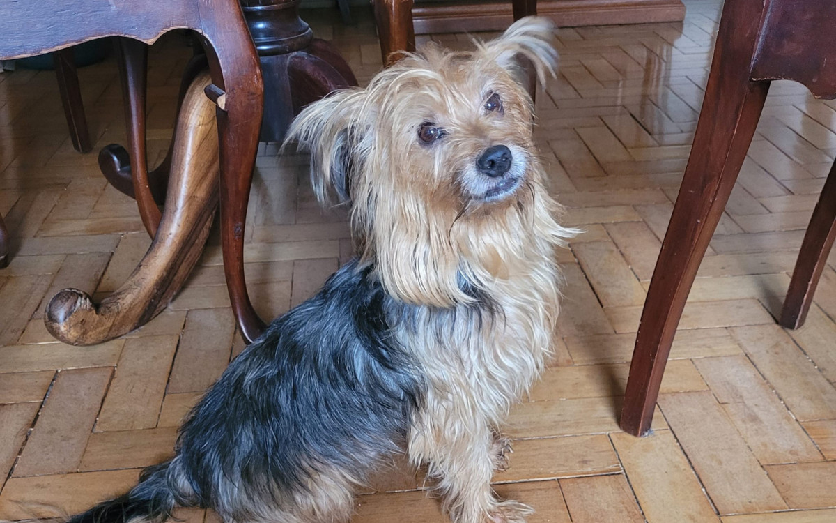 O c&atilde;o da ra&ccedil;a yorkshire foi encontrado por casal de idosos que passava pela Via Lagos