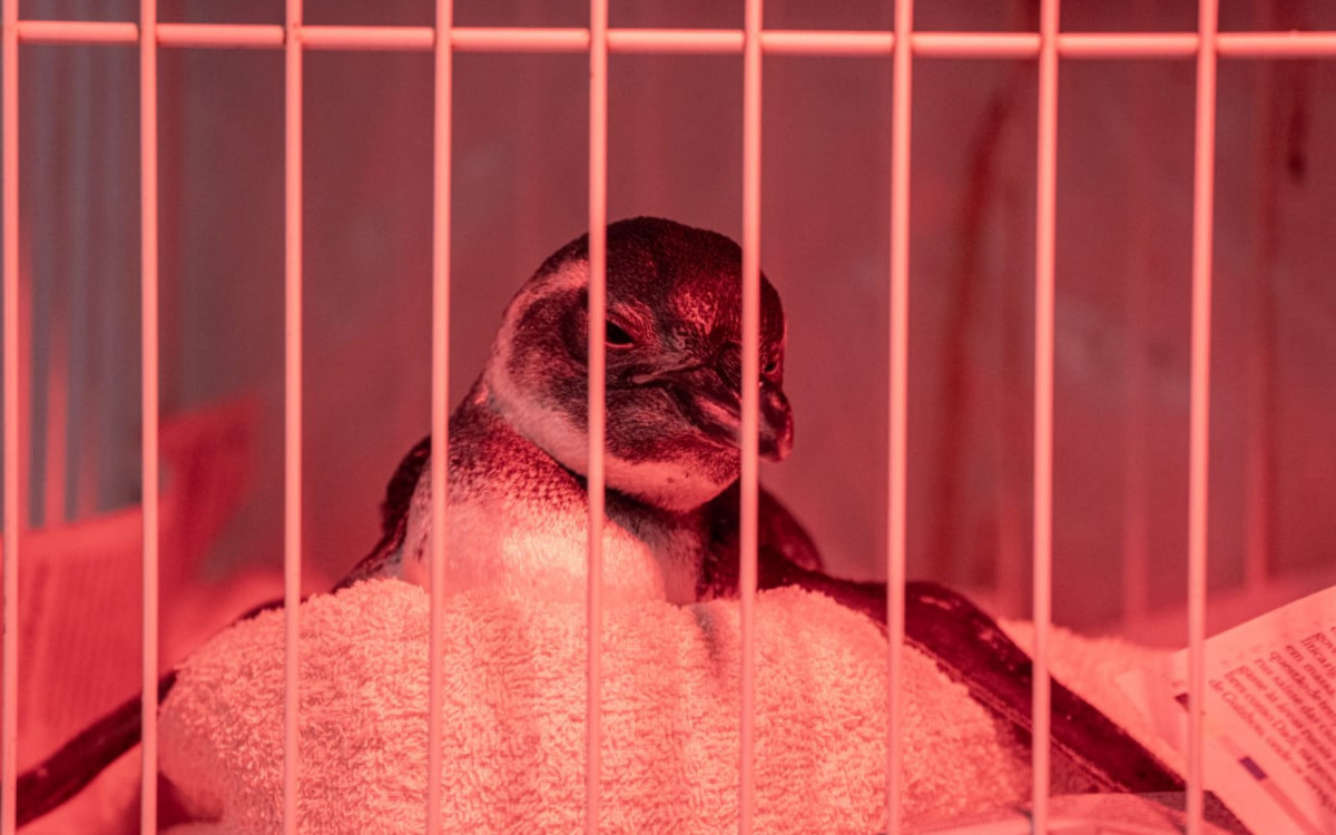Pinguim est&aacute; recebendo o atendimento veterin&aacute;rio necess&aacute;rio