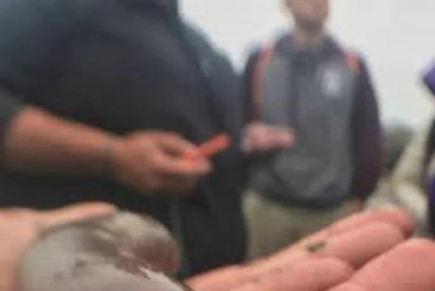 Peixes-pênis são avistados na Argentina e geram curiosidade