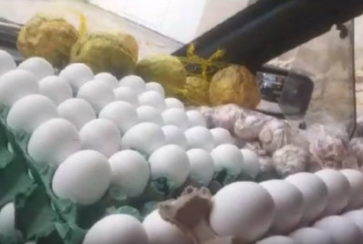 Chile autoriza ministério brasileiro a habilitar unidades produtoras de ovos para exportação