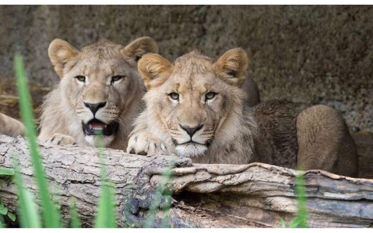 Majo e Motshegetsi durante estadia no zool&oacute;gico de Leipzig, na Alemanha