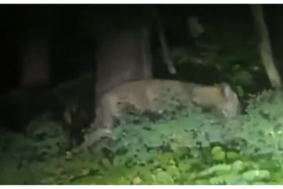 Polícia alemã estende buscas por leoa desaparecida em Berlim