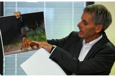 Polícia alemã descobre que leoa, na verdade, era javali e encerra buscas em Berlim