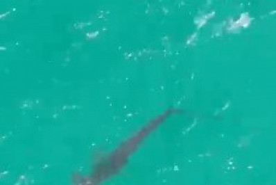 BABY SHARK/ Filhotes de tubarão martelo são flagrados em Arraial do Cabo