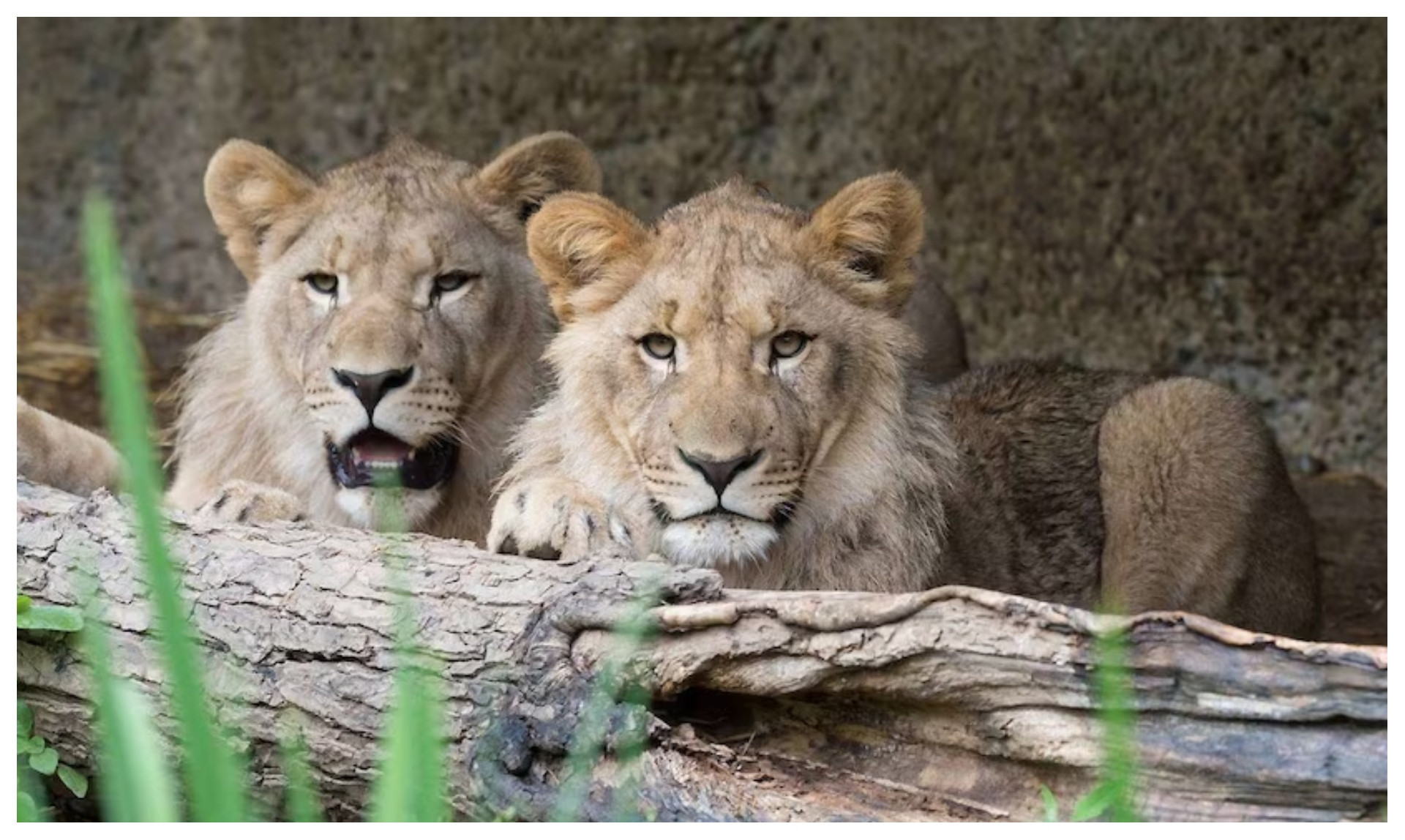 Majo e Motshegetsi durante estadia no zoológico de Leipzig, na Alemanha - Facebook/Zoo Leipzig