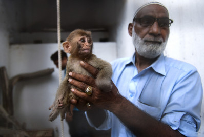 Bebê macaco provoca tumulto em tribunal no Paquistão
