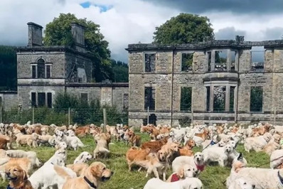 Evento reúne 500 goldens retrievers na Escócia para celebrar aniversário de criação da raça