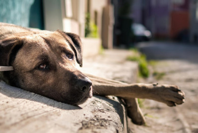 Conselho de Defesa Animal é criado em Guapimirim