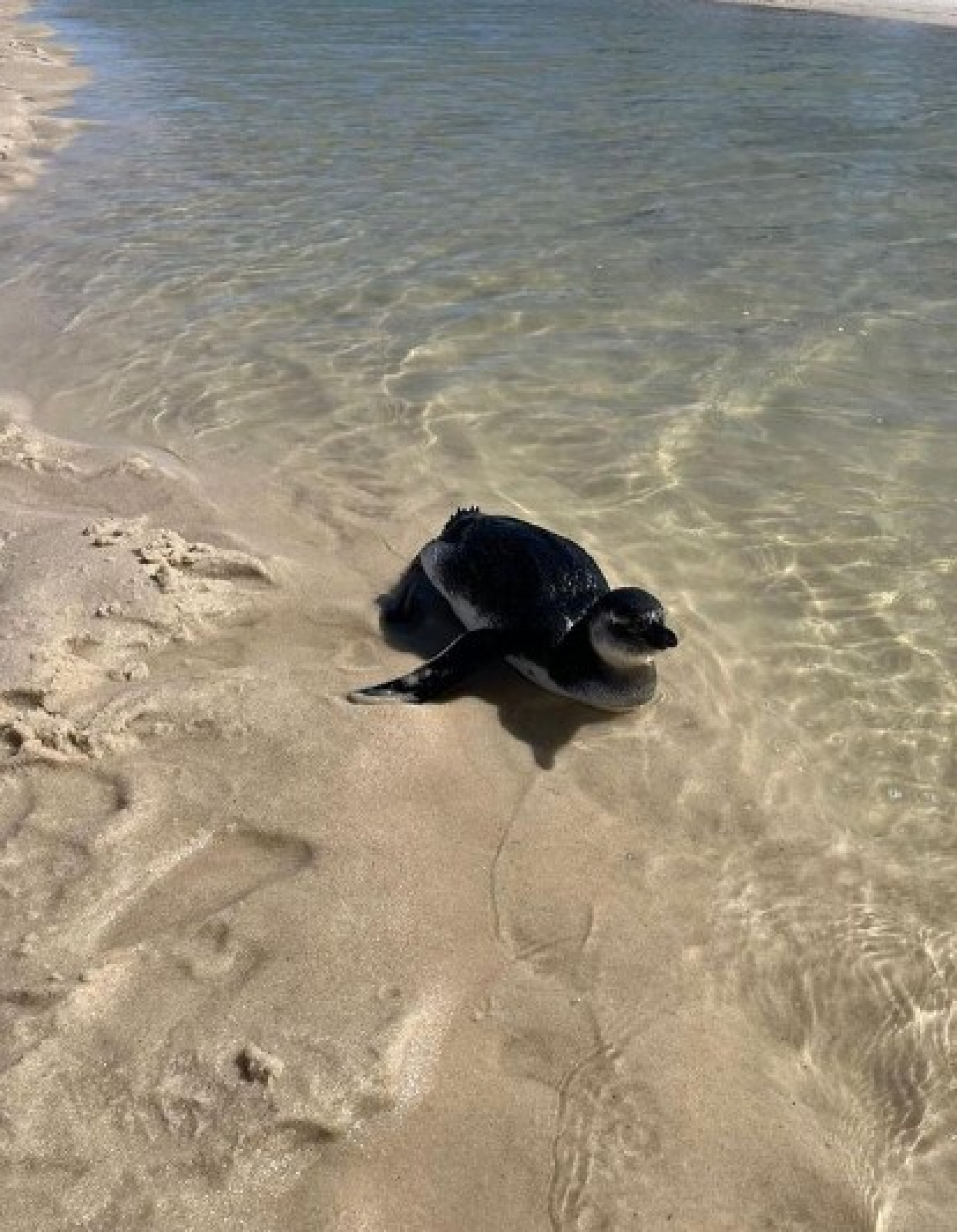Pinguins s&atilde;o encontrados por banhistas nas Praias de Ita&uacute;na e de Vilatur  - Reprodu&ccedil;&atilde;o/Internet