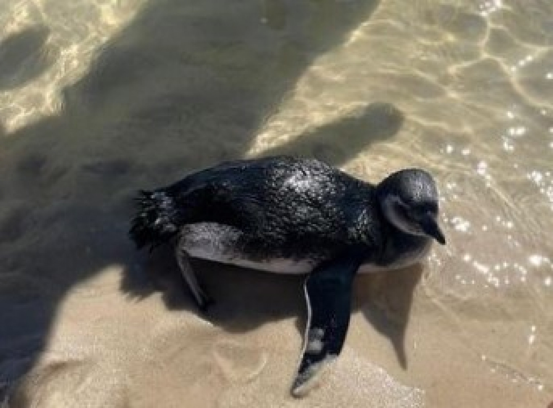 Pinguins s&atilde;o encontrados por banhistas nas Praias de Ita&uacute;na e de Vilatur  - Reprodu&ccedil;&atilde;o/Internet