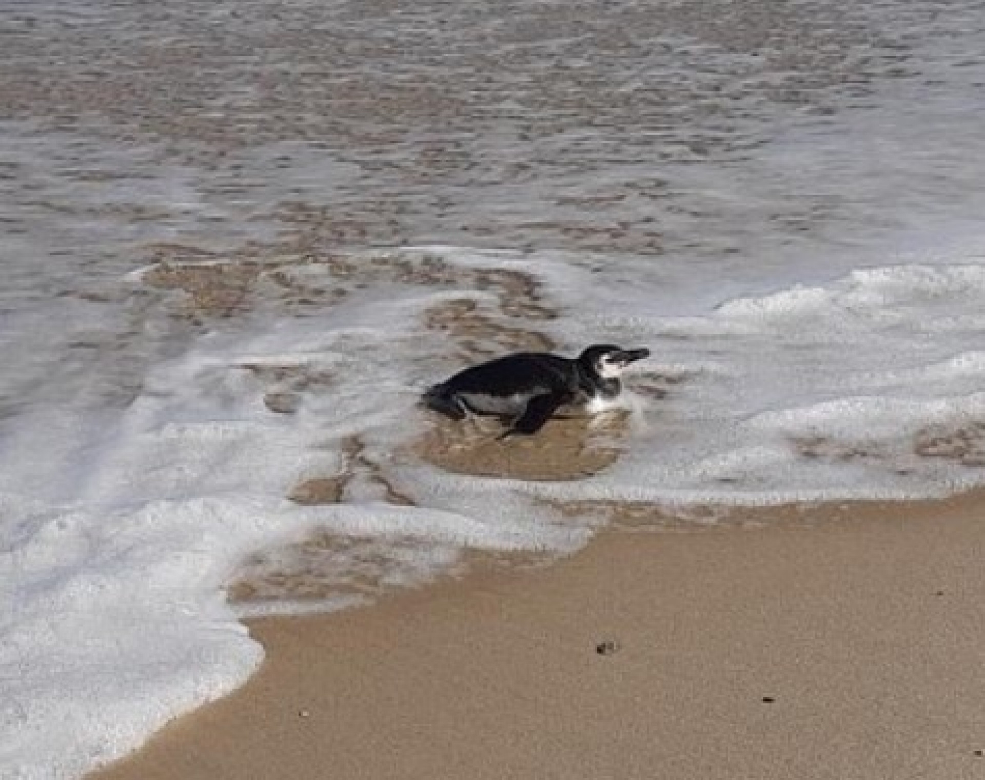 Pinguins s&atilde;o encontrados por banhistas nas Praias de Ita&uacute;na e de Vilatur  - Reprodu&ccedil;&atilde;o/Internet