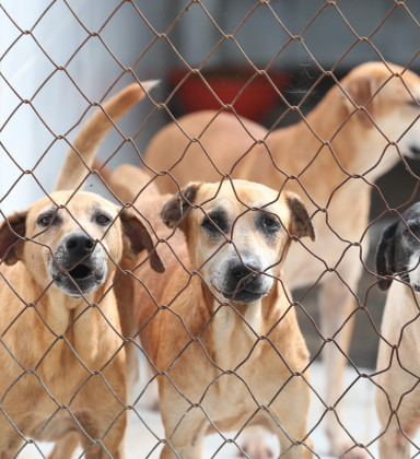 Endereço de Pet Shop Perto de Mim Cagi Caixa D Agência - Pet Shop