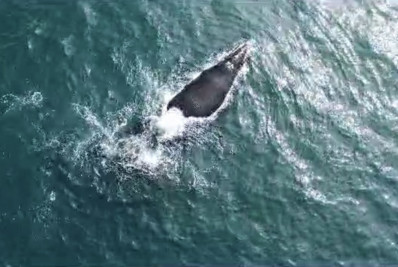 Baleias-jubarte são vistas no mar da praia de São Conrado