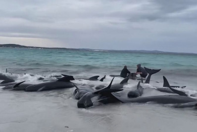 Morrem 51 baleias-piloto encalhadas no oeste da Austrália