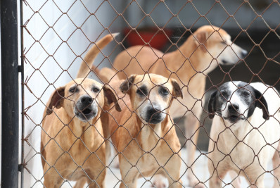 Barra da Tijuca recebe feira de adoção de animais neste sábado