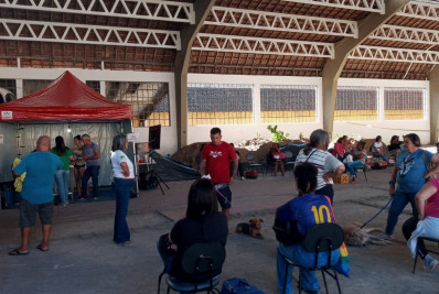 Mais de 190 cães e gatos foram castrados e microchipados nos primeiros dias de campanha 