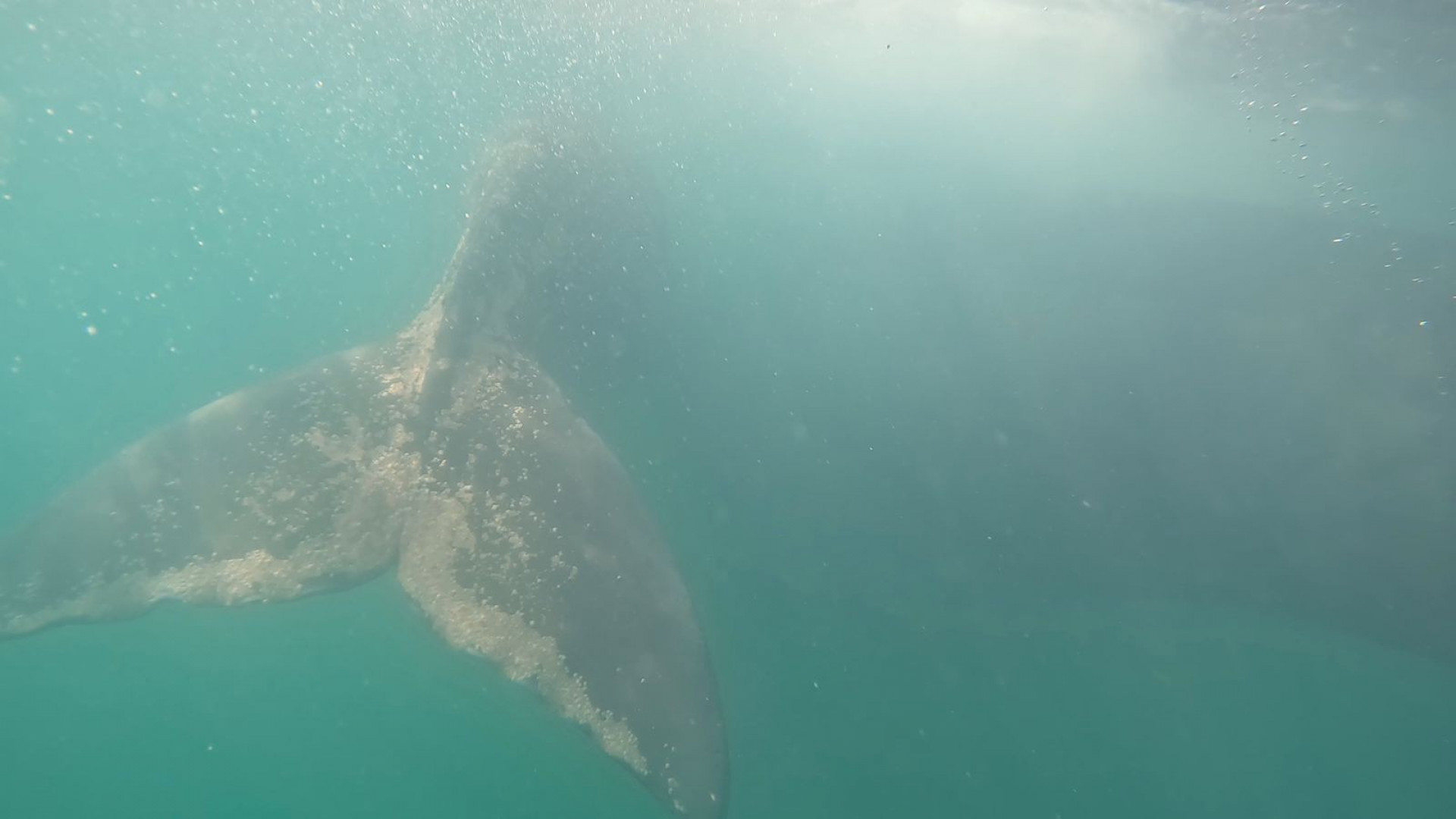 Surfista registrou imagens a poucos metros dos animais - Divulga&ccedil;&atilde;o / &Eacute;ric Poseidon 