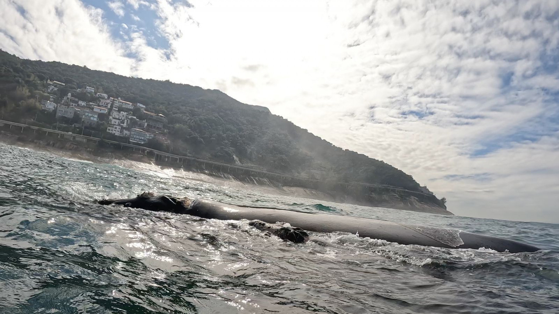 Surfista registrou imagens a poucos metros dos animais - Divulga&ccedil;&atilde;o / &Eacute;ric Poseidon 