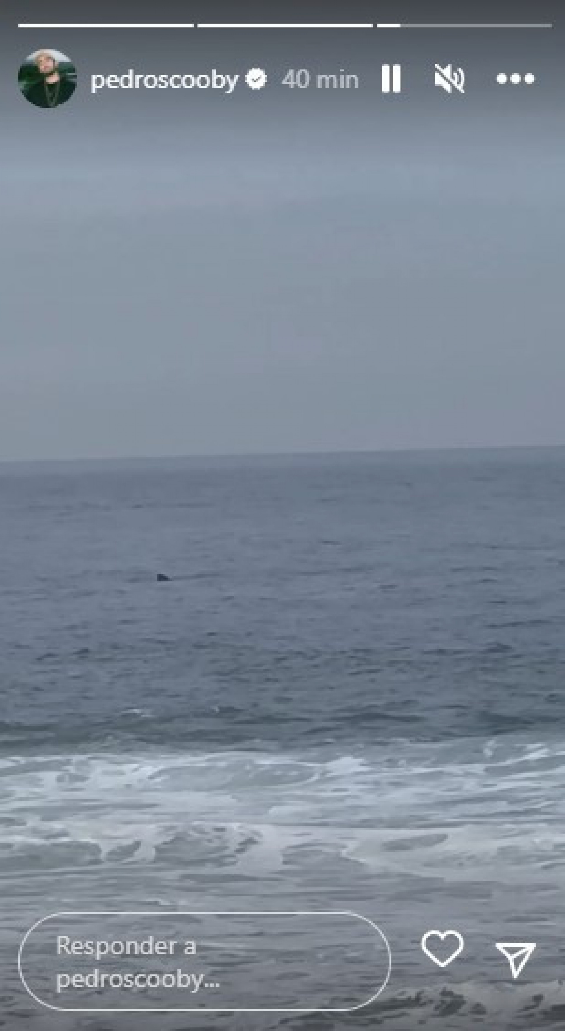 Pedro Scooby mostra baleia em mar no Rio - Reprodução/Instagram
