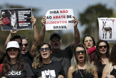 Ato pede fim da permissão para abate de jumentos no Brasil 