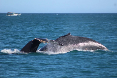 PF, ICMBio e Ibama unem forças para proteger baleias migratórias na Região dos Lagos