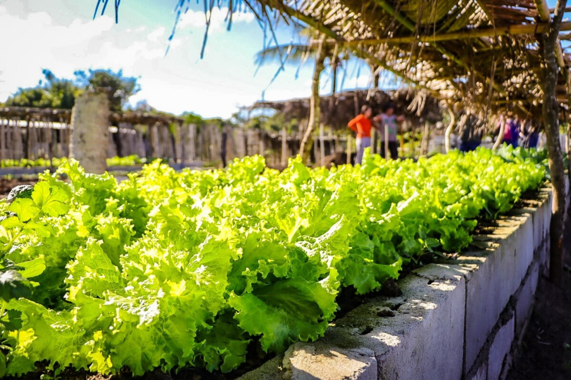 Quissamã incentiva hábitos saudáveis com projeto de horta domiciliar - Foto: Divulgação