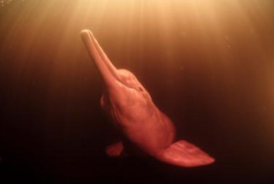 Plataforma exibe espécies em risco de extinção em todo o Brasil