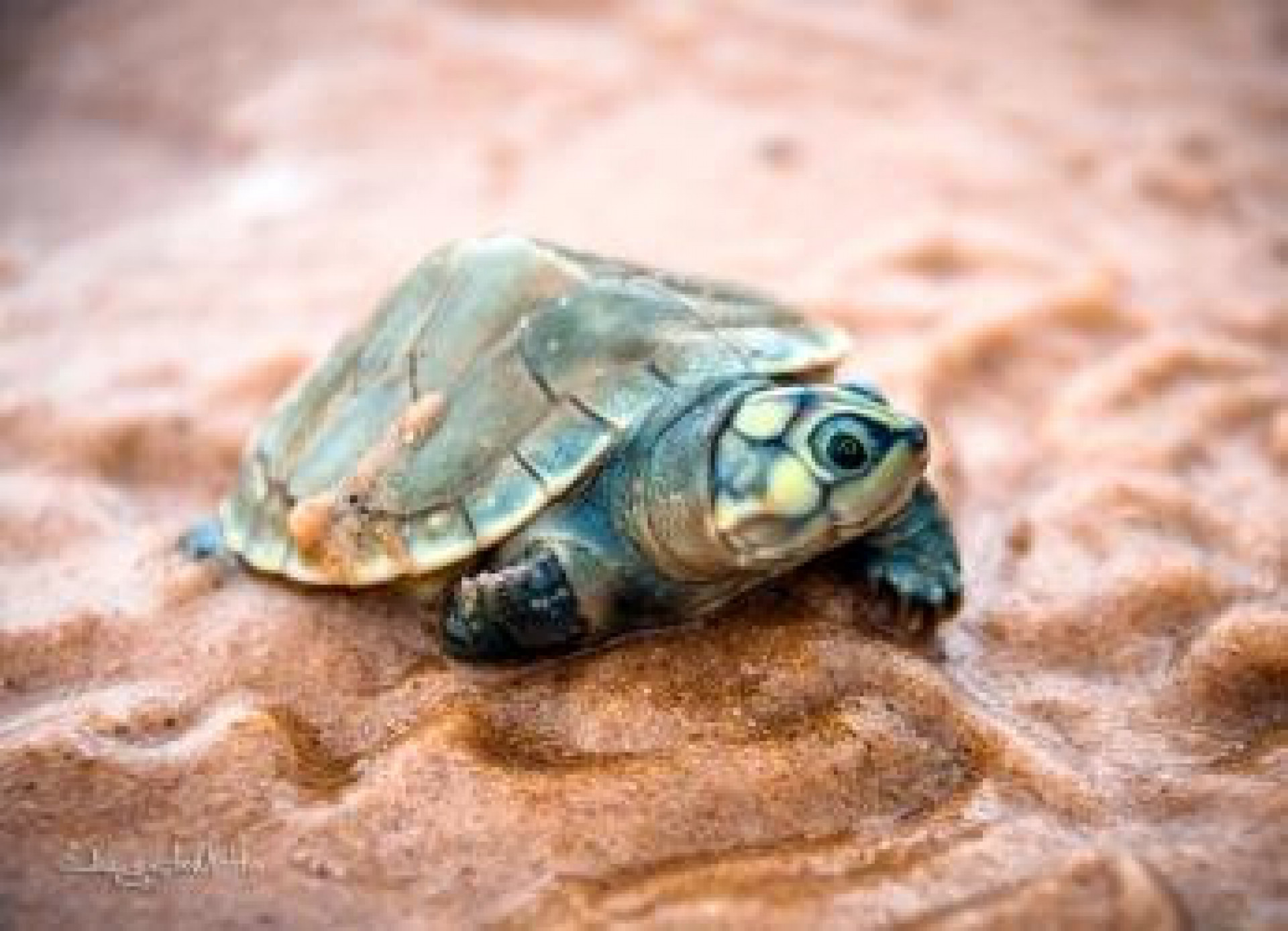 Tartaruga-da-amazônia está dada como quase ameaçada - Augusto Motta/ICMBio