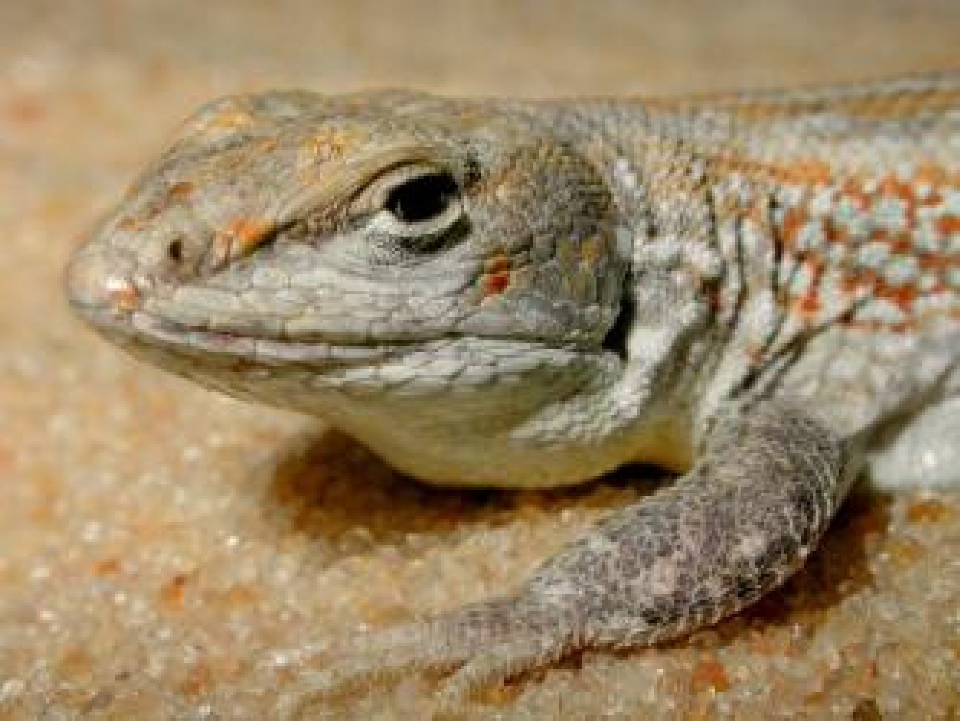 Largatixa-das-dunas é tratada como em perigo - Marcio Borges-Martins/ICMBio