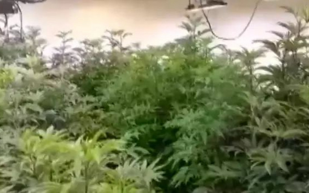 Plantações de maconha em casa de cantor, em Praia Grande
