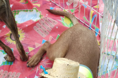 Campo de São Bento recebe Feira de adoção de cães e gatos de Niterói 