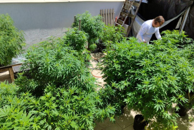 Ministro da Agricultura debate impactos da regulamentação da cannabis no sistema produtivo