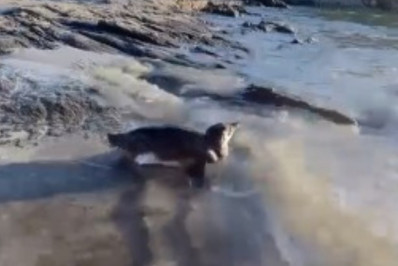 Pinguim machucado é encontrado por banhistas na Praia do Forte, em Cabo Frio
